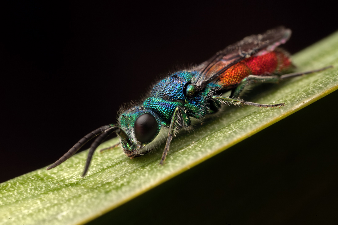 Ruby Tailed Wasp 2
